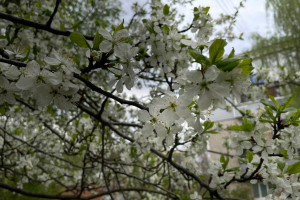 Прогноз погоды во Владимирской области на 14 мая