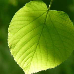 Ульянов день: что можно и нельзя делать 1 июля