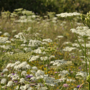 Во Владимирской области земли для сельхознужд заросли борщевиком