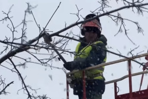 Во Владимире около ДТЮ провели омолаживающую обрезку деревьев