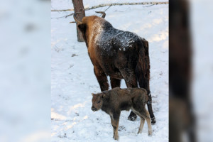 Владыка и Властимир. Во Владимирской области продолжают выбирать имя зубренку

