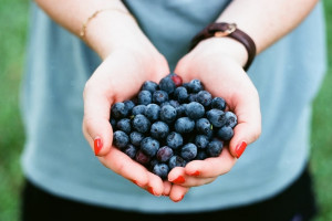 Во Владимирской области готовятся собирать первый урожай голубики