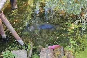В Суздальском районе нашли труп бабушки в канаве с водой