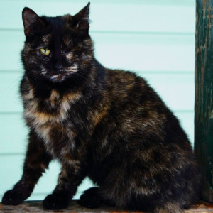 Владимирское отделение КПРФ упрекнуло властей в равнодушии к проблеме бездомных животных