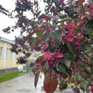 В центре Владимира зацвели красные яблони