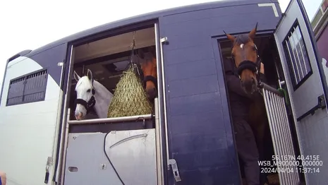 Владимирские ветврачи осмотрели 9 лошадей перед отправкой в Узбекистан