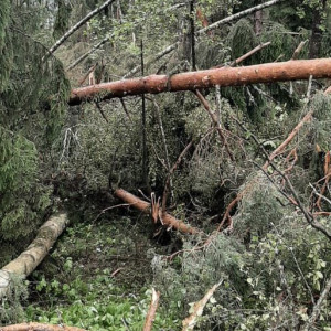 После урагана во Владимирской области без света остались 10 тыс. человек