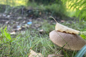 Прогноз погоды во Владимире и области на 24 сентября