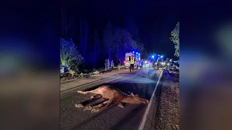 Во Владимирской области автомобилист погиб в ДТП с лосем