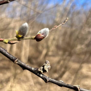 Прогноз погоды на 1 апреля 2024 года во Владимире и области
