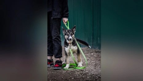 Во Владимире приюту для животных «Валента» разрешили переехать в промзону
