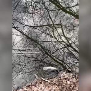 Во Владимире на пруду массово погибла рыба