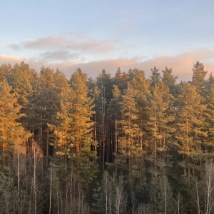 Прокуратура наказала «Владлесхоз» за выпуск техники с нарушениями