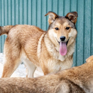 Собака с почти оторванной головой из Владимира выздоровела спустя пару месяцев