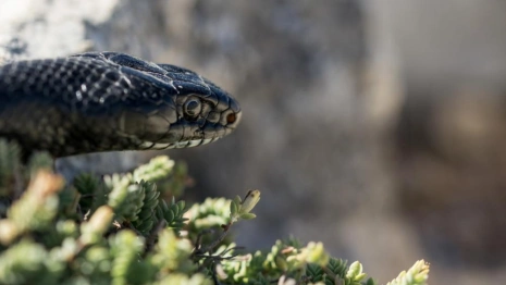 Во Владимирской области гадюка укусила женщину