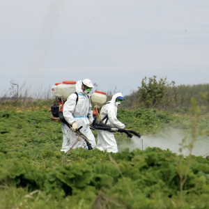 Бороться с борщевиком Сосновского во Владимирской области будут комплексно