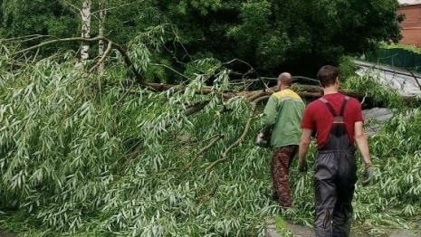 Во Владимире коммунальщики начали убирать рухнувшие деревья