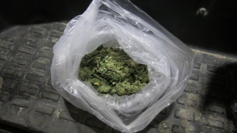 Двоих жителей Петушков задержали за содержание плантаций конопли