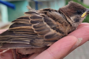 Во Владимирской области поймали пернатого нарушителя ПДД