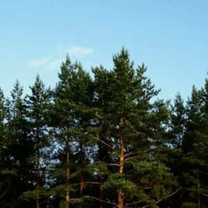 Во Владимирской области пропавшего 45-летнего мужчину нашли мертвым