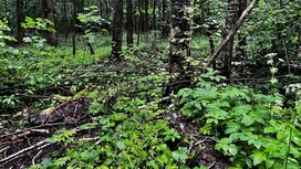 Вырубка леса в урочище под Суздалем привела к уголовному делу 