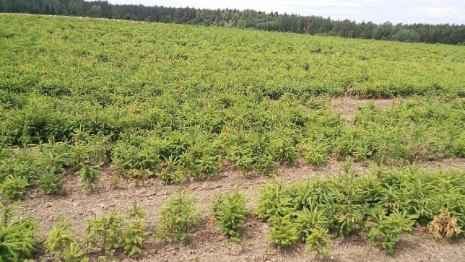 Во Владимирской области пострадавший при стройке трассы М-12 лес восстановят за 156 млн  