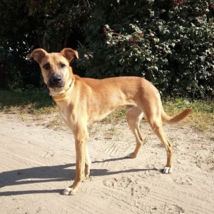 Во Владимире начали поиски новых хозяев для выжившего в «концлагере» пса