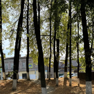 Во Владимирской области почти 2 тыс. деревьев пошли под топор из-за ясеневой златки