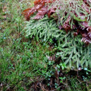 Во Владимирской области спасли белогрудого ежика