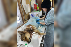 Владимирские волонтеры спасли собаку с почти оторванной головой