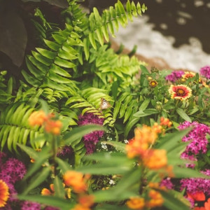 Во Владимире разработают концепцию озеленения города
