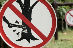 Неизвестный вырубил 5 сосен на улице Березовой в Коврове