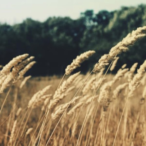 День Лукьяна Ветряка: что можно и чего нельзя делать 16 июня