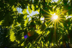 Пятый день Великого поста: что можно и нельзя 22 марта