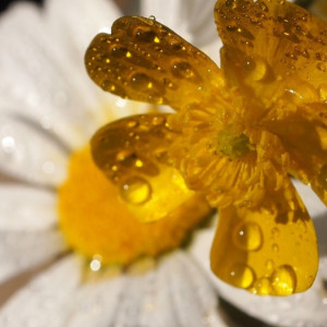 Синоптики разошлись в прогнозах на жару и долгожданные дожди во Владимирской области