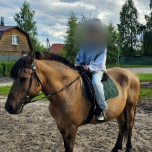 Владелицу конного центра в Киржаче оштрафовали за падение 10-летней девочки с лошади