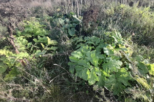 В Гороховце зарастание земель борщевиком обернулось административным делом