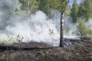 Во Владимире за заводом Valfex загорелась трава