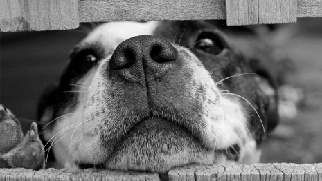 Мэрия Владимира опровергла факт «самоустранения» в проблеме с приютом «Валента»