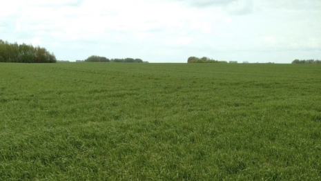 Заморозки во Владимирской области не погубили урожай