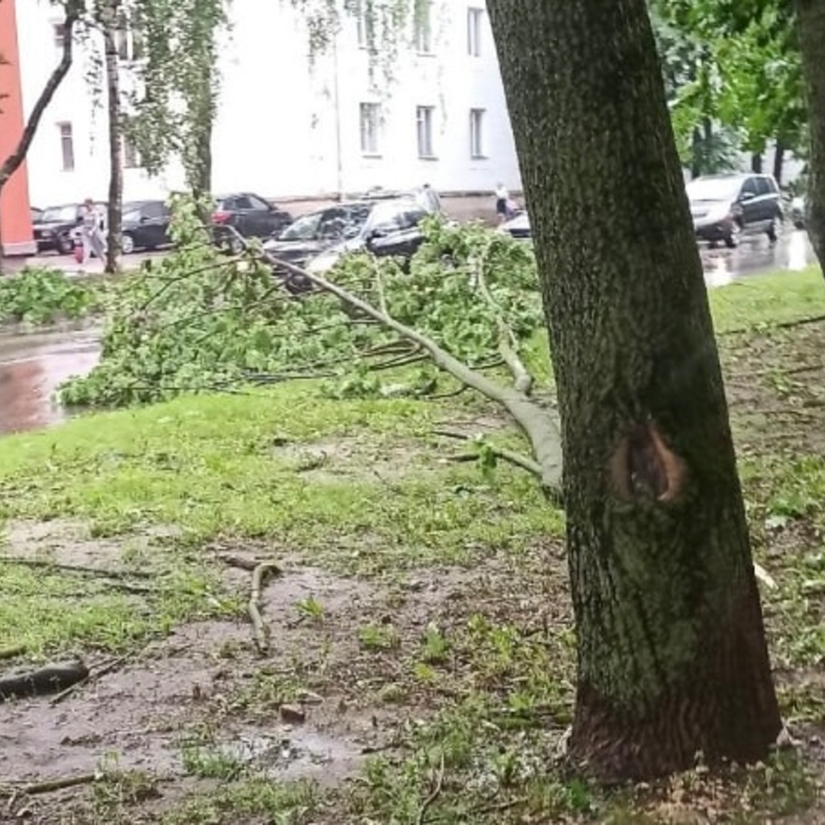 Последствия урагана «Эдгар» во Владимире показали на фото - День во  Владимире