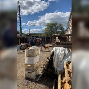 Терпящему бедствие приюту для животных в Гусь-Хрустальном выделили 17 млн