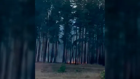 Во Владимире в Загородном парке загорелась трава