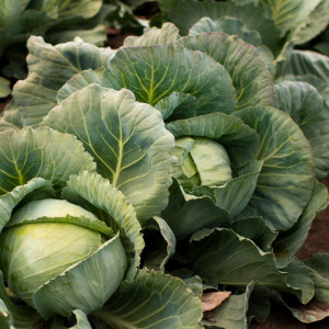 Сергей Капустник: что можно и нельзя делать 8 октября