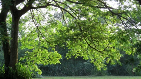 Жители Владимира создали петицию против застройки парка «Дружба»