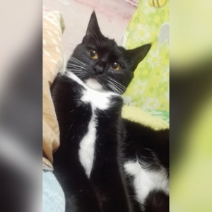 Мошенники «помогли найти» потерявшуюся кошку жительнице Владимира