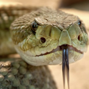 Змеиный праздник: что можно и чего нельзя делать 12 июня