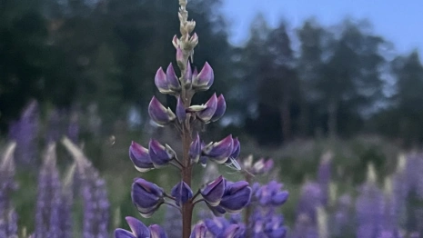 Прогноз погоды во Владимирской области на 8 мая 2025 года