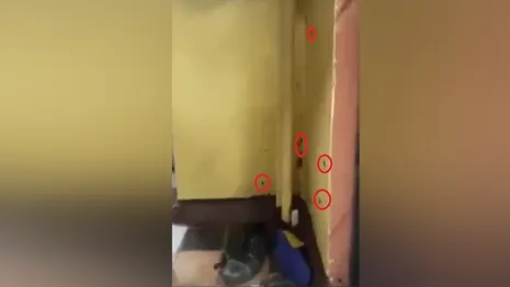 В школе Владимира сняли на видео нашествие тараканов