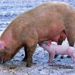 Российский аграрий назвал тормозящие развитие фермерства факторы